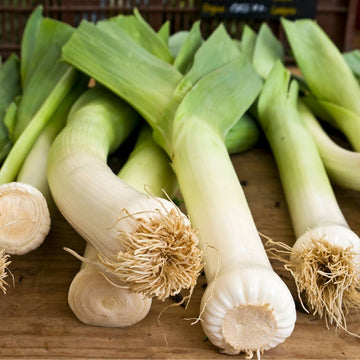 Leek Seeds – Autumn Giant