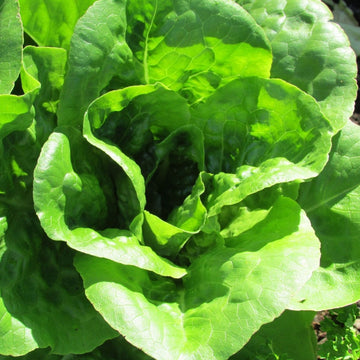 Lettuce Seeds