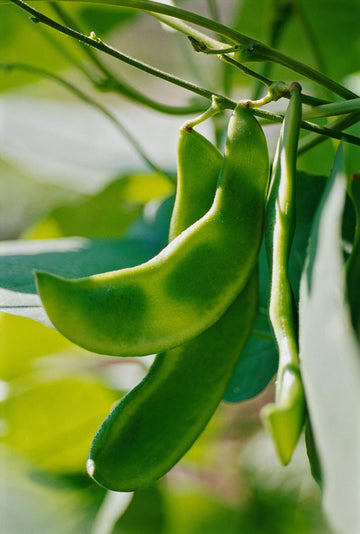 Lima Bean Seeds
