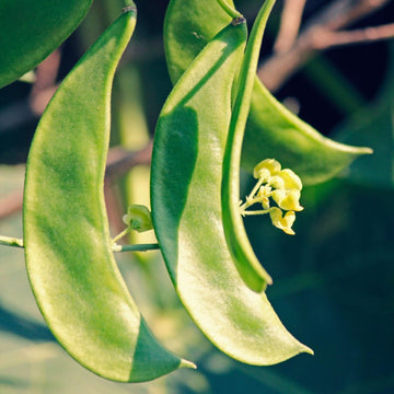 Lima Bean Seeds