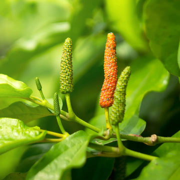 Long Pepper Seeds – Piper Longum