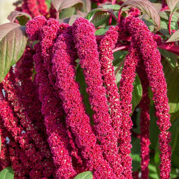 Amaranthus Caudatus Seeds – Love-Lies-Bleeding