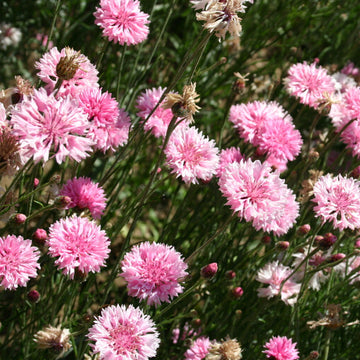 Bachelor Buttons Seeds – Pink Charm