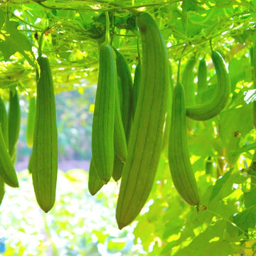 Luffa Seeds – Loofah Gourd