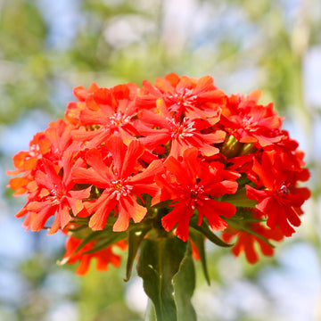 Lychnis Seeds