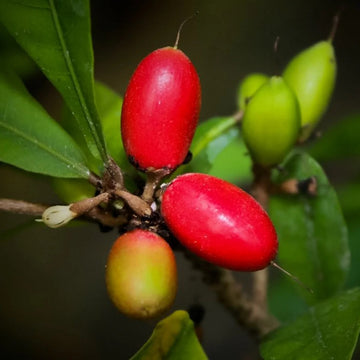 Miracle Berry Plant Fruit Seeds