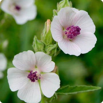 Marsh Mallow Seeds – Medicinal