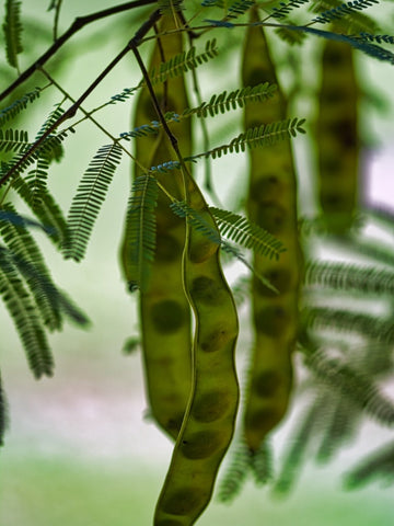 Mesquite Seeds