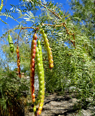 Mesquite Seeds