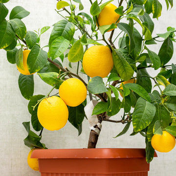 Meyer Lemon Seeds – Dwarf Citrus Variety