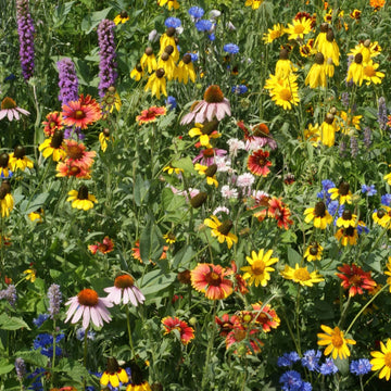 Wildflower Seeds – Midwest Mix