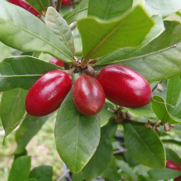 Miracle Berry Plant Fruit Seeds