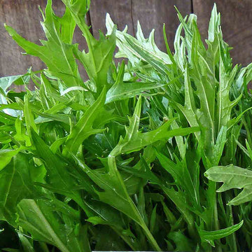 Mizuna Seeds – Baby Leaf