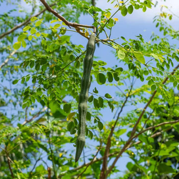 Moringa Oleifera Seeds - Drumstick