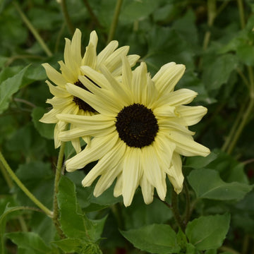 Sunflower Seeds – Cream