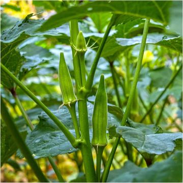Okra Seeds - Nombo Giant Philippine