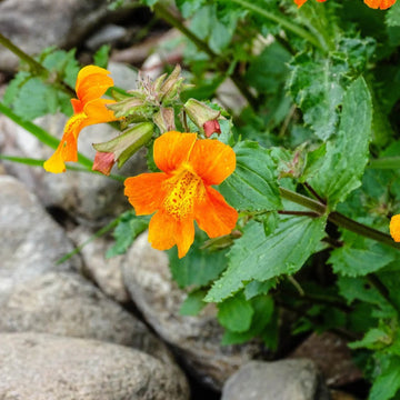 Creeping Thyme Seeds – Orange