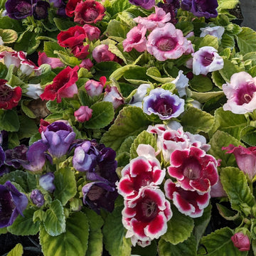 Sinningia Speciosa Seeds – Gloxinia Hybrid Mix