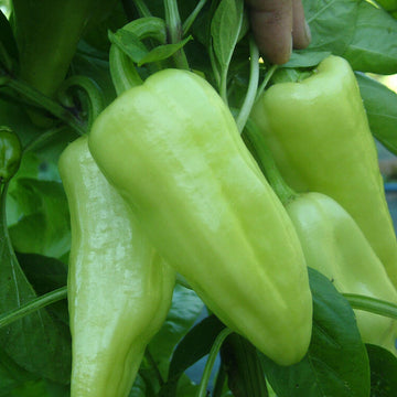Paprika Seeds – Szegedi Giant Sweet Hungarian