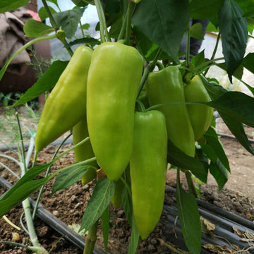 Paprika Seeds – Szegedi Giant Sweet Hungarian