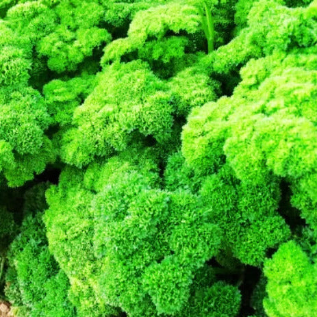 Parsley Seeds – Triple Curled