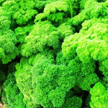 Parsley Seeds – Triple Curled