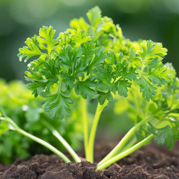 Parsley Seeds – Hamburg Rooted
