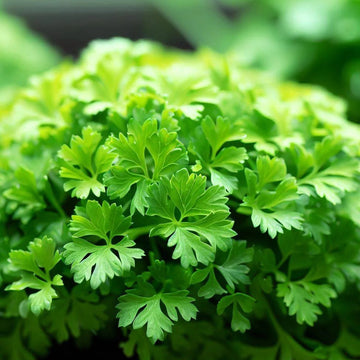 Parsley Seeds – Hamburg Rooted