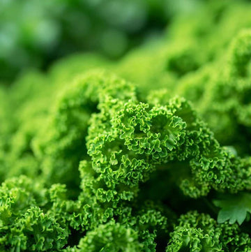 Parsley Seeds – Triple Curled