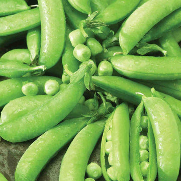 Sugar Ann Snap Pea Seeds