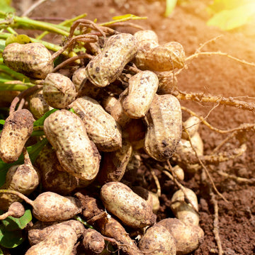 Peanut Seeds - Vegetable