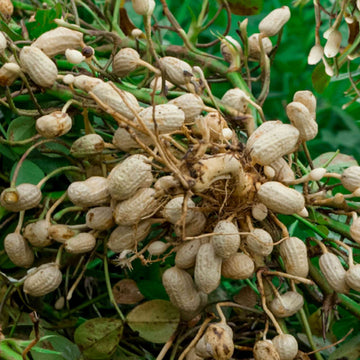 Peanut Seeds - Vegetable