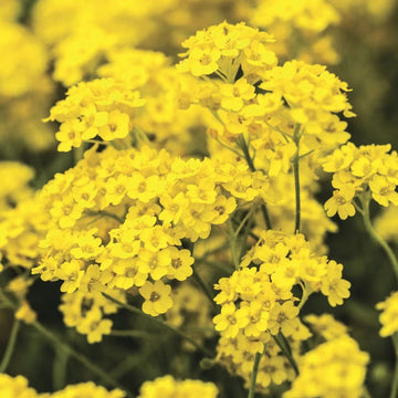 Alyssum Seeds – Yellow