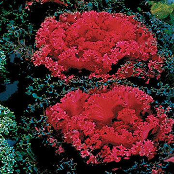 Kale Seeds – Red