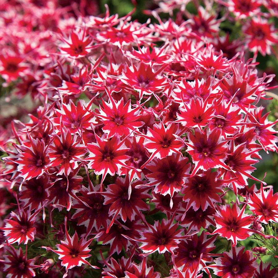 Phlox Seeds – Red and White Cutting