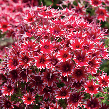 Phlox Seeds – Red and White Cutting