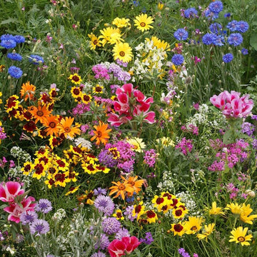 Wildflower Seeds – Low Profile Mix