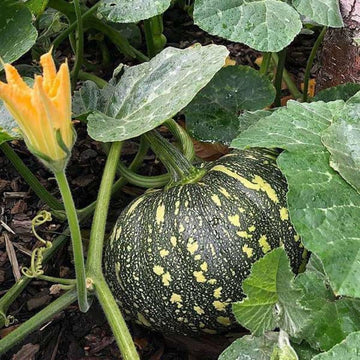 Pumpkin Seeds - Puerto Rican