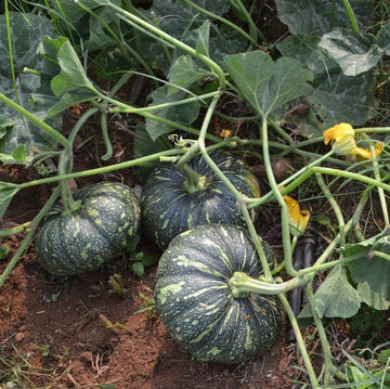 Pumpkin Seeds - Puerto Rican