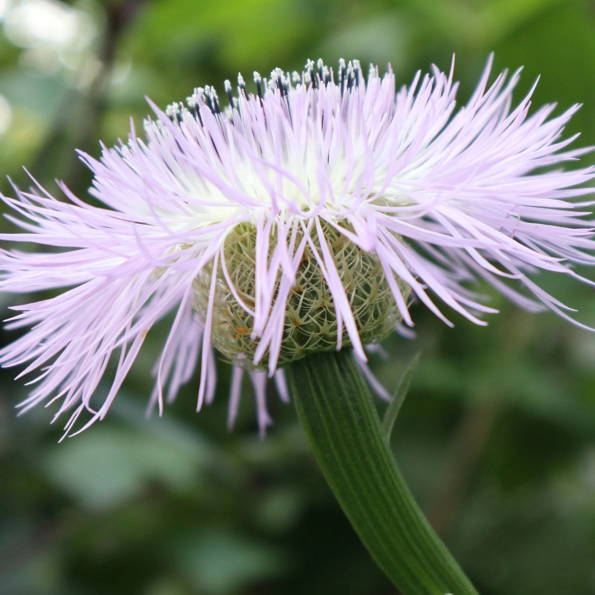 Basketflower Seeds – American Centaurea