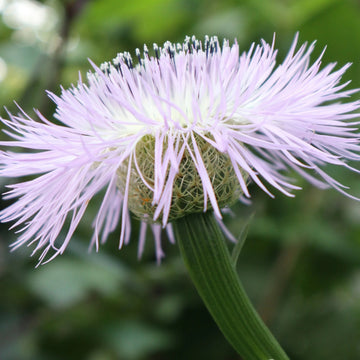 Basketflower Seeds – American Centaurea