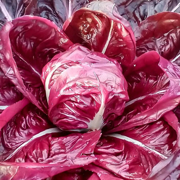 Radicchio Seeds - Burgundy