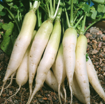 Radish Seeds - Daikon