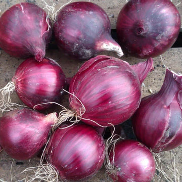 Onion Seeds – Red Candy Apple