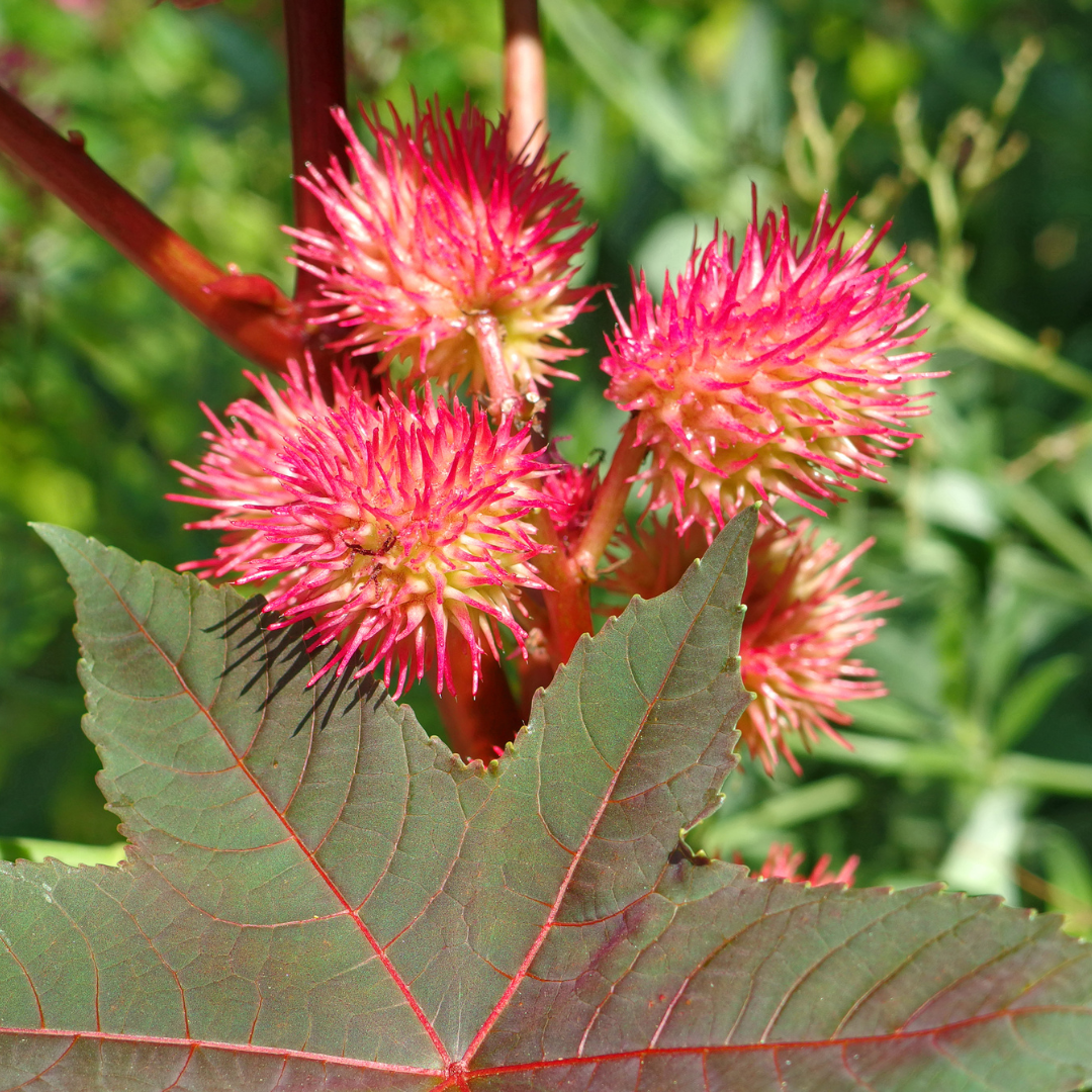 Castor Bean Seeds – Palma Christi