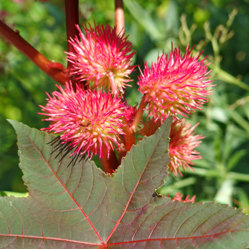 Castor Bean Seeds – Palma Christi