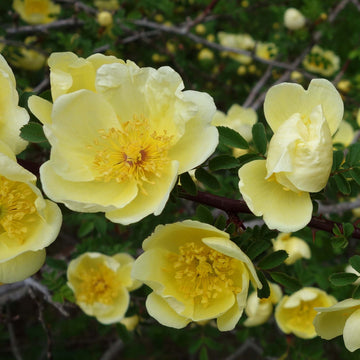 Father Hugo’s Rose Seeds – Golden Yellow Bloom