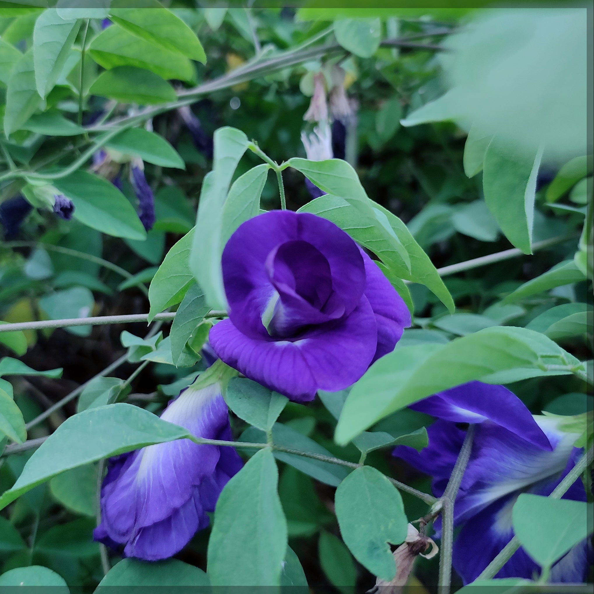 Butterfly Pea Seeds – Purple