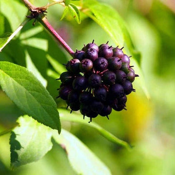Siberian Ginseng Seeds – Ci Wu Jia