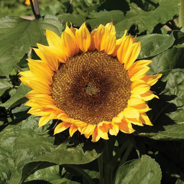 Sunflower Garden Seeds -Dwarf Sunspot